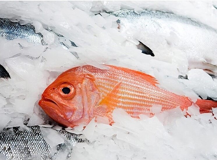ais serpihan untuk ikan