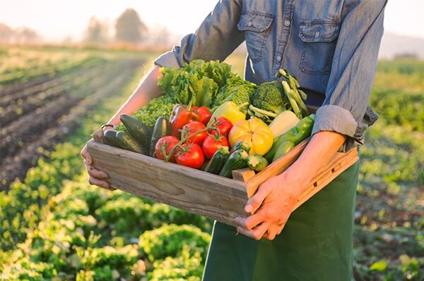 ais serpihan untuk menyimpan segar sayur-sayuran
